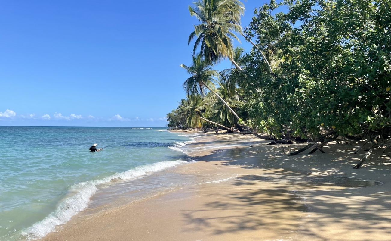 Foto af Stranden Punta Uva II med lys fint sand overflade