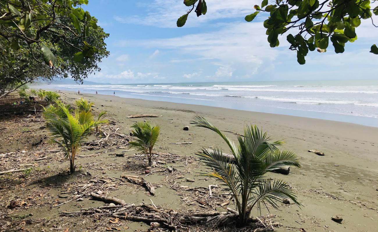 Foto af Playa Matapalo med lys sand overflade