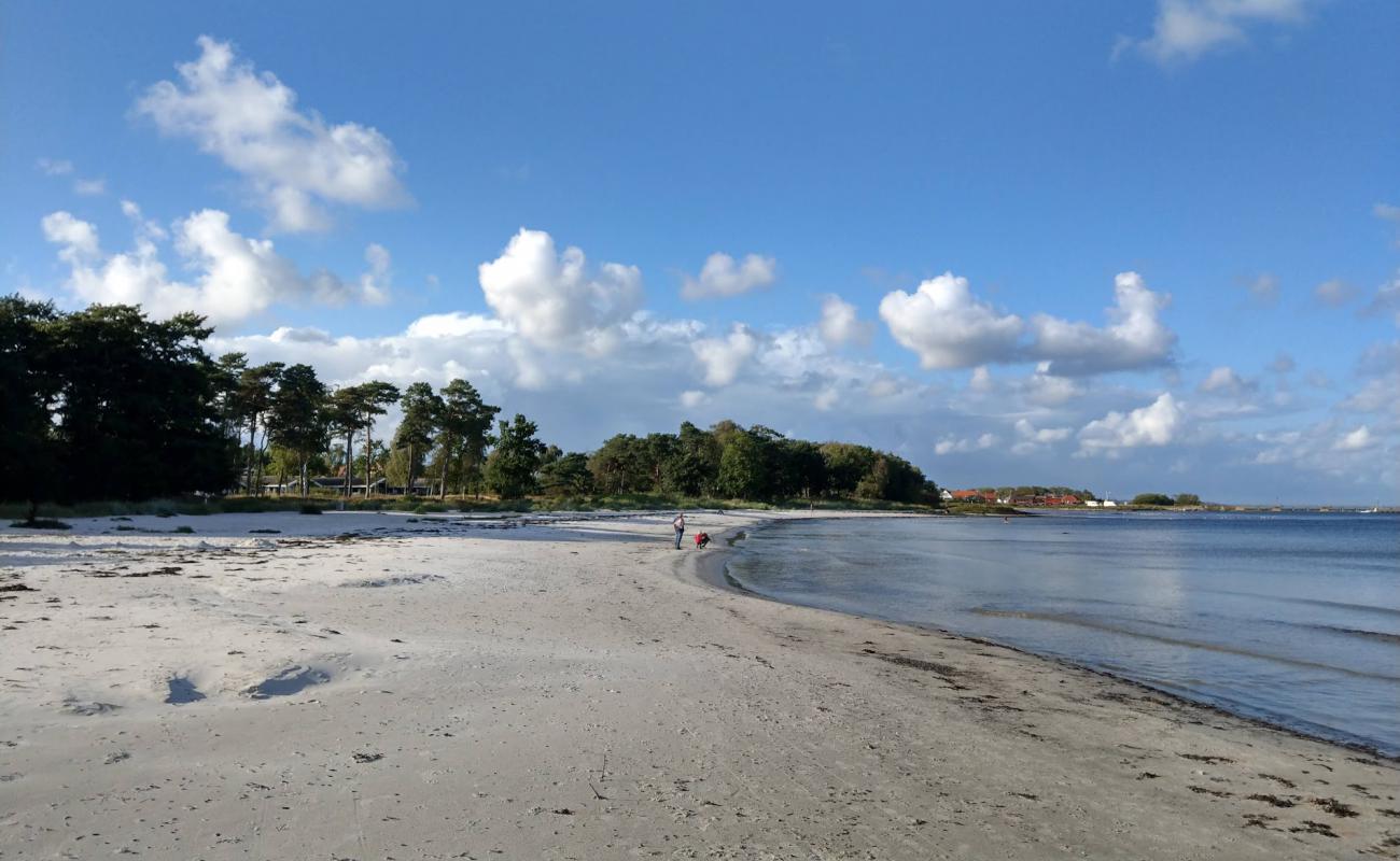 Foto af Snogebaek Strand med lys sand overflade