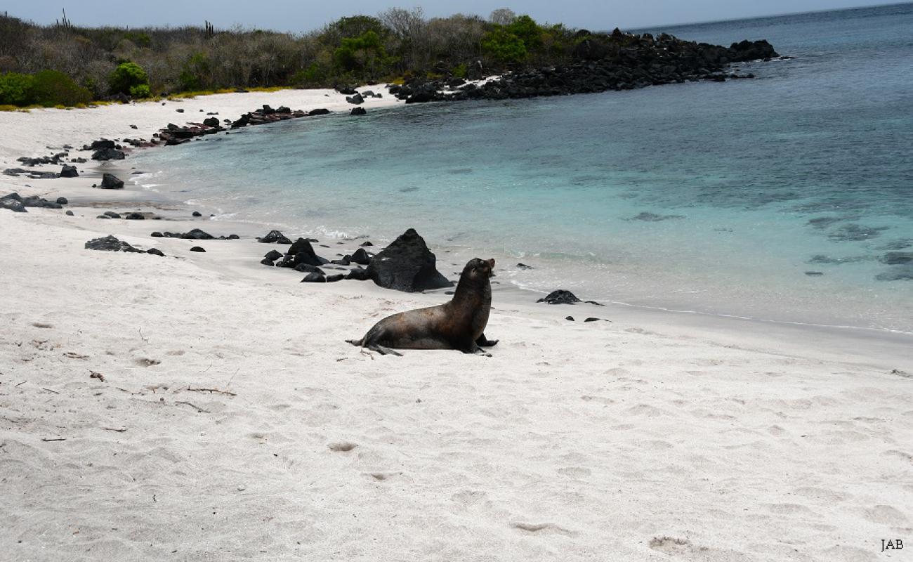 Foto af Playa Baquerizo med lys sand overflade