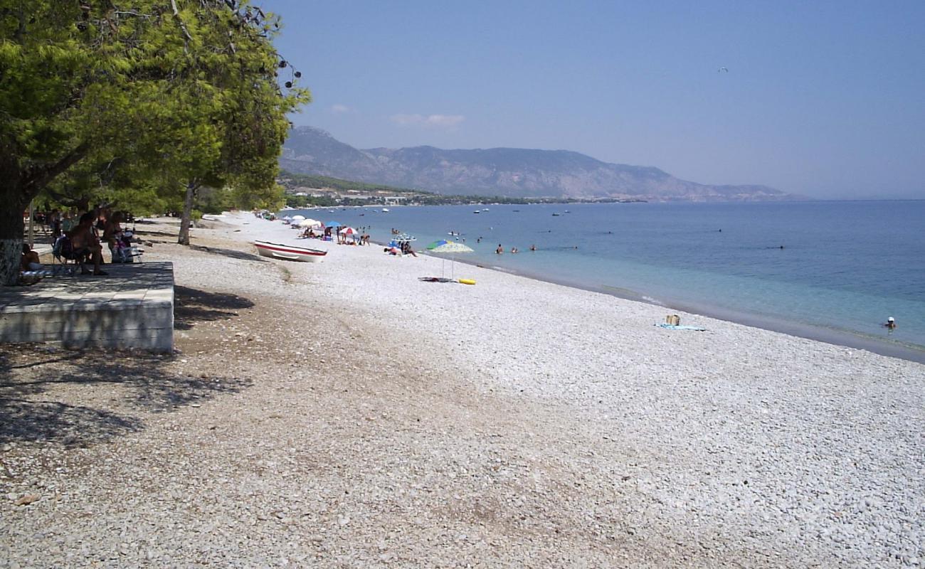 Foto af Pine trees beach med grå fin sten overflade