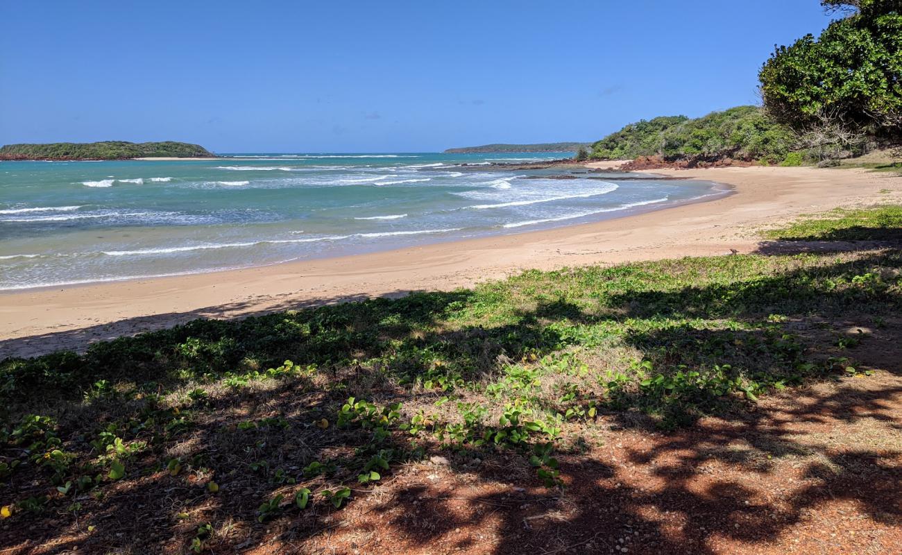 Foto af Shady Beach med lys sand overflade