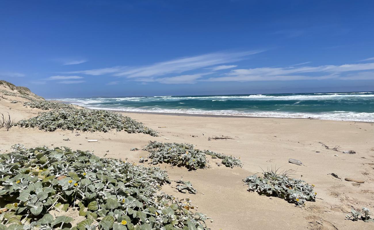 Foto af Black's Beach med lys sand overflade