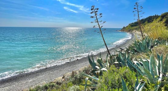 Arene dog beach