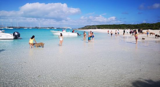 Pig beach