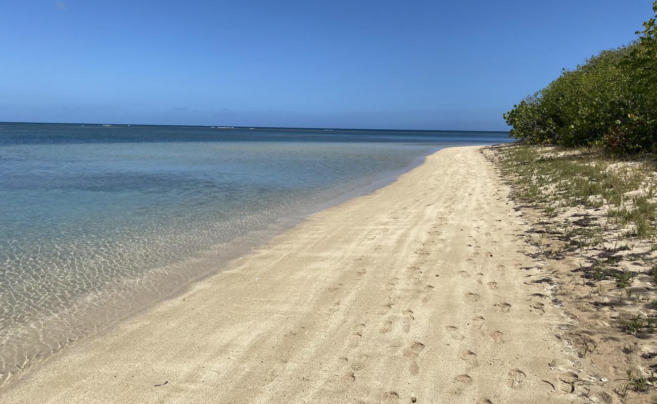 Foto af Playa La Pocita de Mimosa med lys sand overflade