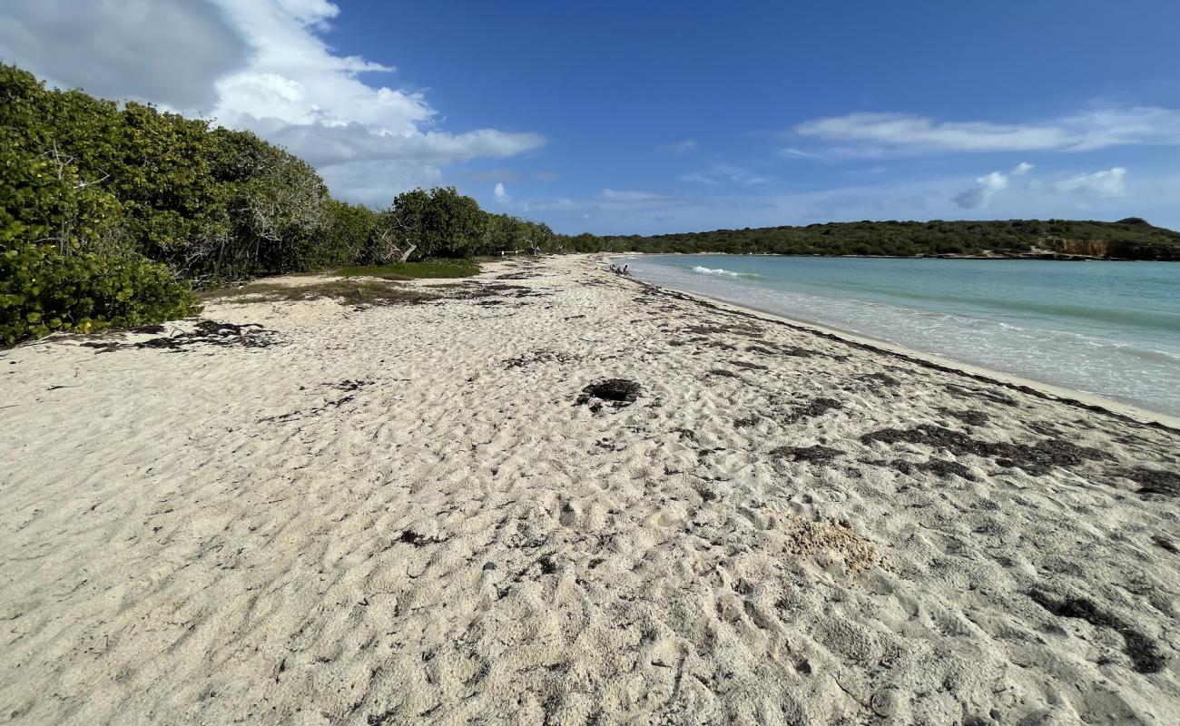 Foto af Sucia Strand med lys sand overflade