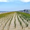 Lavallette Beach